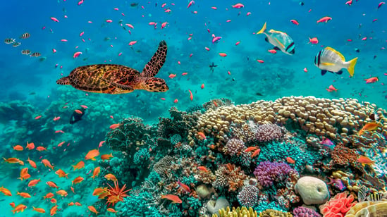Isla Contoy Tour - Ixlaché Reef - Snorkel