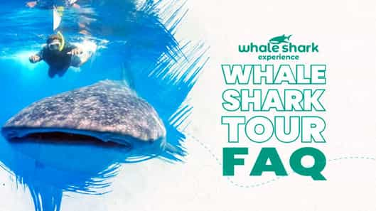 Swimming with Whale Sharks in Cancun: Your Ultimate Guide