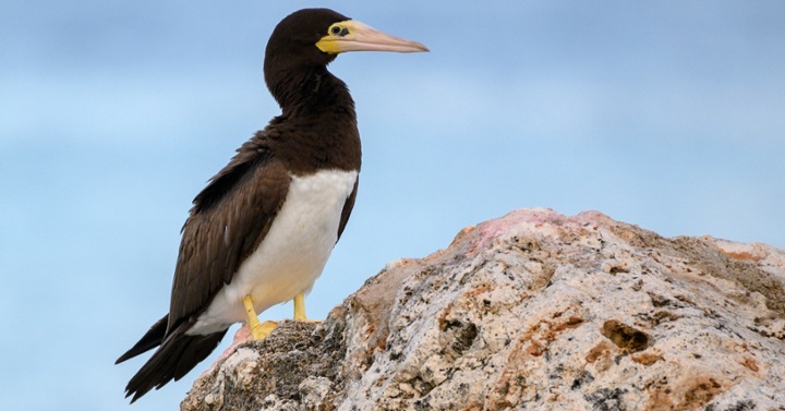 Alcatraz pardo II-jpeg-1-1
