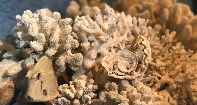 Blanqueamiento-de-coral