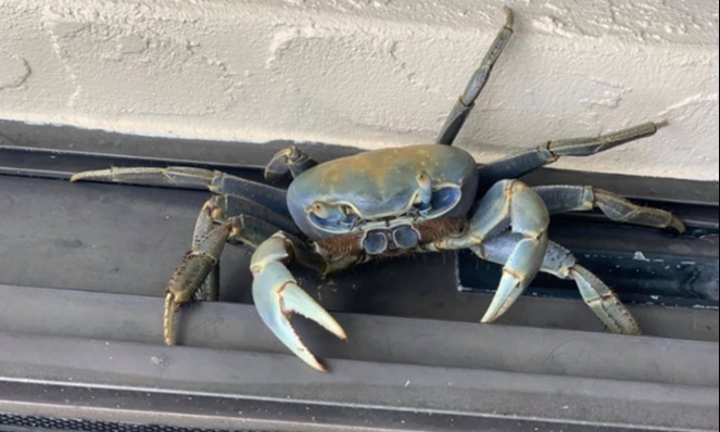 Blue-Land-Crab