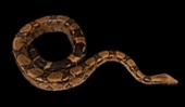 Boa constrictor (Boa constrictor)-1