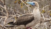 Bobo pata roja (Sula sula)