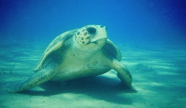 Caretta-1