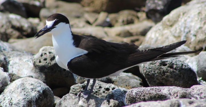 Charrán albinegro II-jpg-1-1