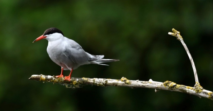 Charrán común III-jpg-1-1