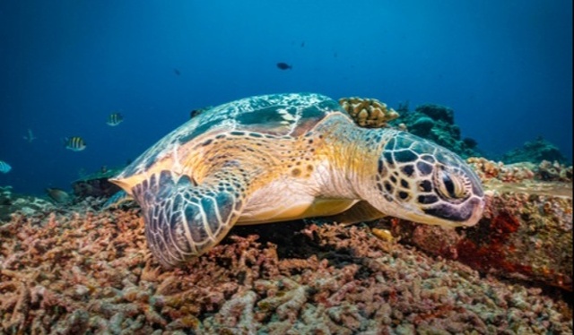 Tortuga Verde (Chelonia mydas)