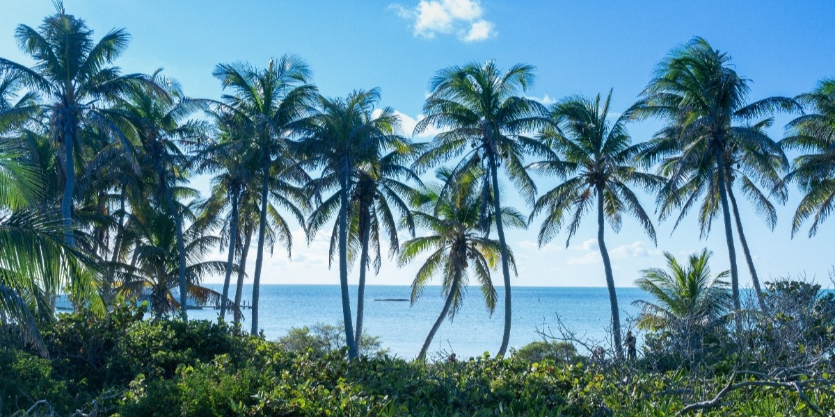 Coconut palm grove in Isla Contoy