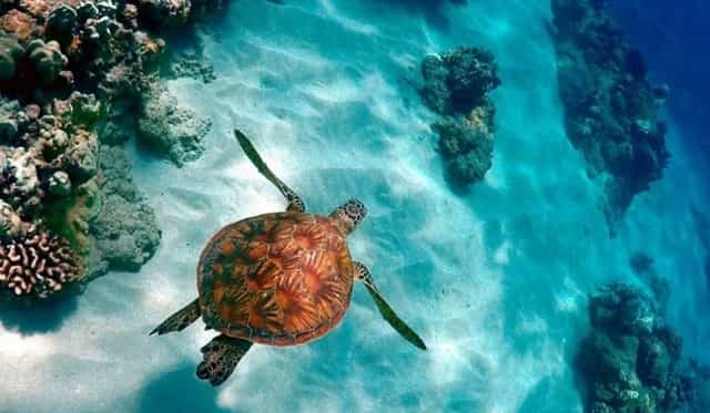 10 - HIRES - Isla Contoy - Fauna - Turtle-1-1-1-1