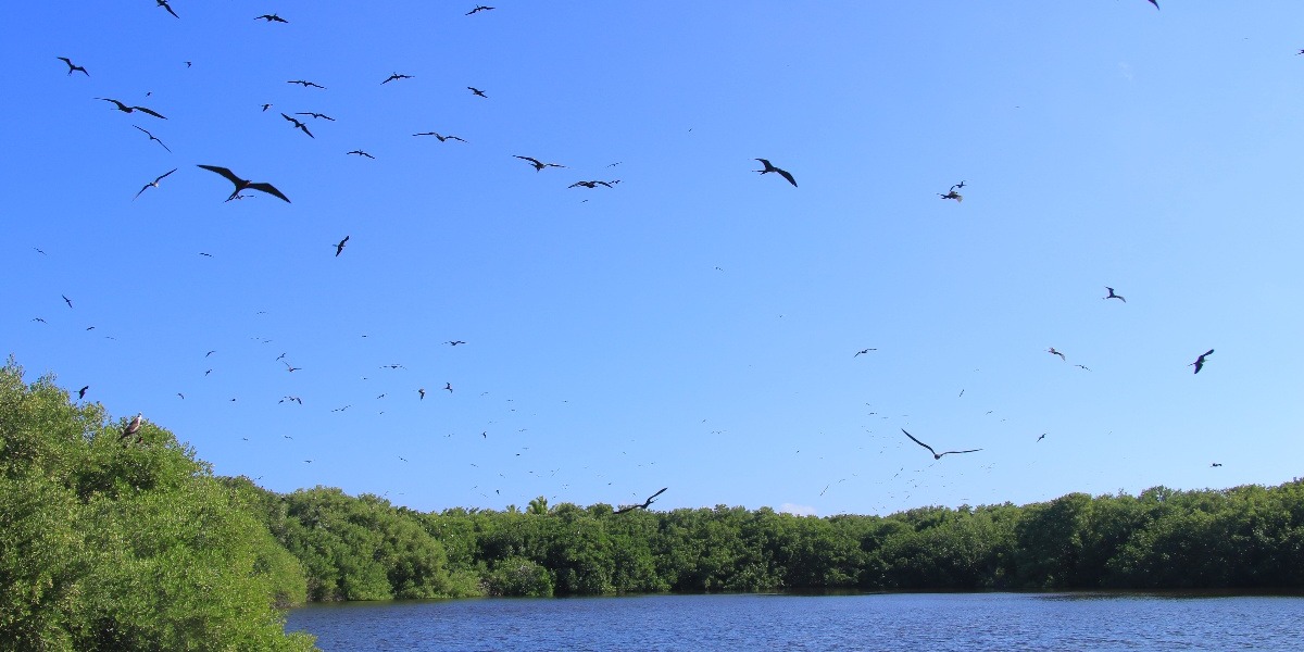 Aves de Isla Contoy