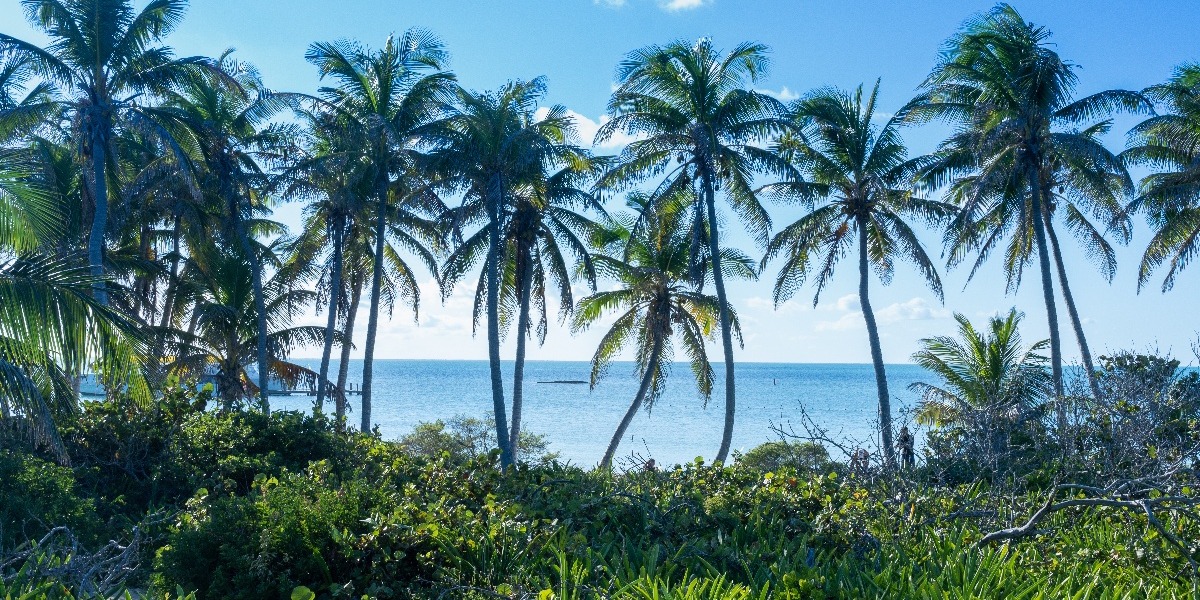 Palma de coco en Isla Contoy