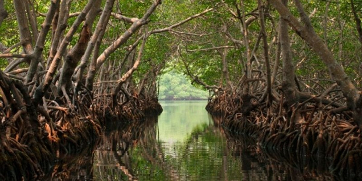 Mangroves of Isla contoy