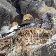 guano aves pelícanos-1-1-1-1