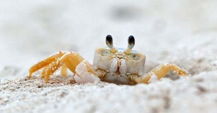 Cangrejo fantasma-1-1-1