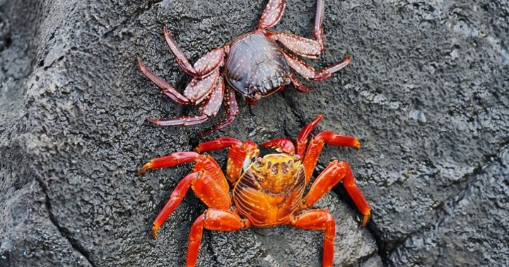 Cangrejo rojo de piedra-1-1-1