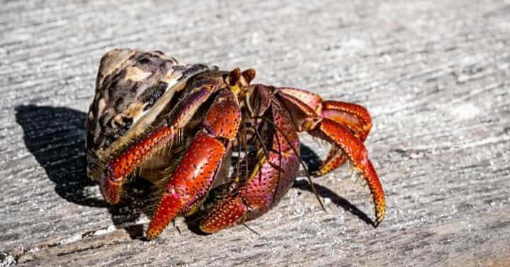 Hermit crab-1-1-1