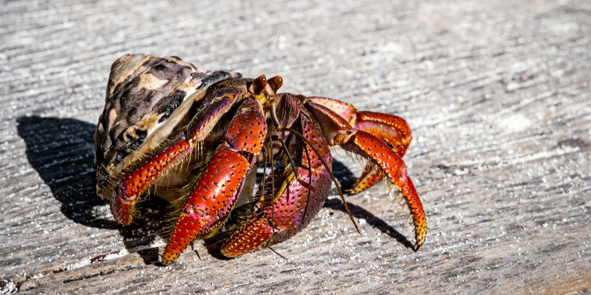 Hermit crab-1