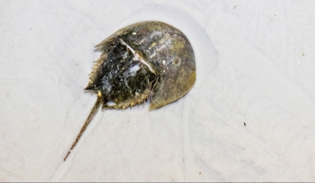 cacerita de mal-1-1-1-1