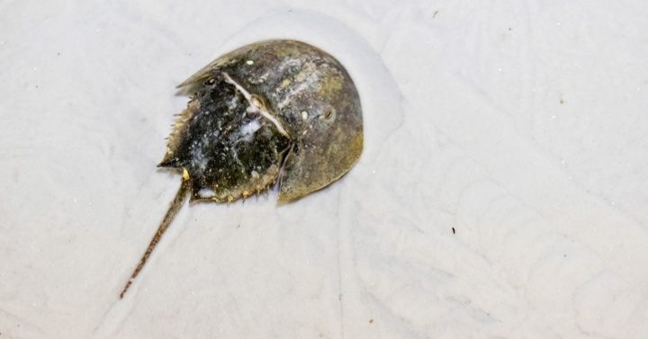 cacerita de mal-1-1-1