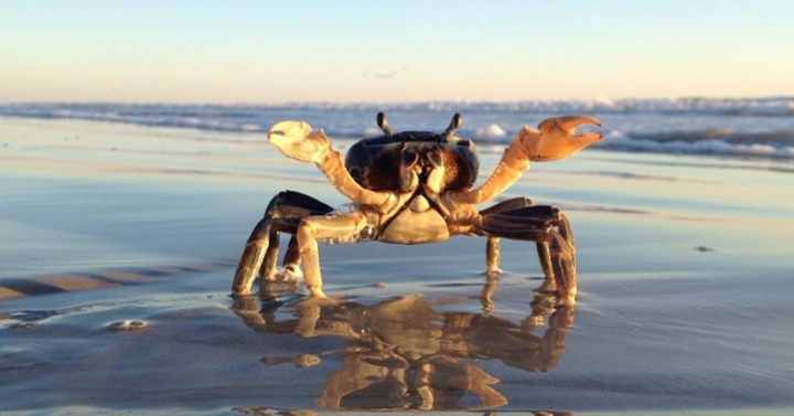 cangrejo azul terrrestre