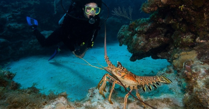 langosta espinosa-1-1-1