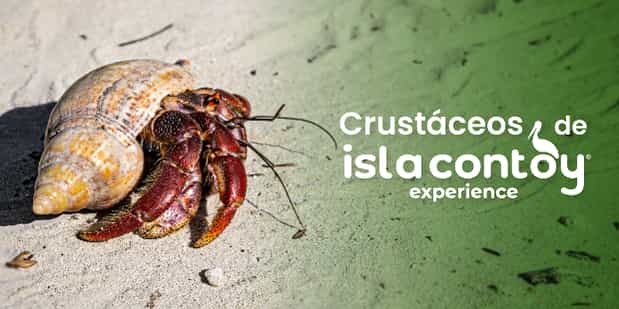 6 crustáceos que puedes encontrar en Isla Contoy