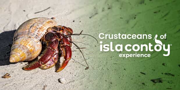 6 crustaceans that you can find in Isla Contoy