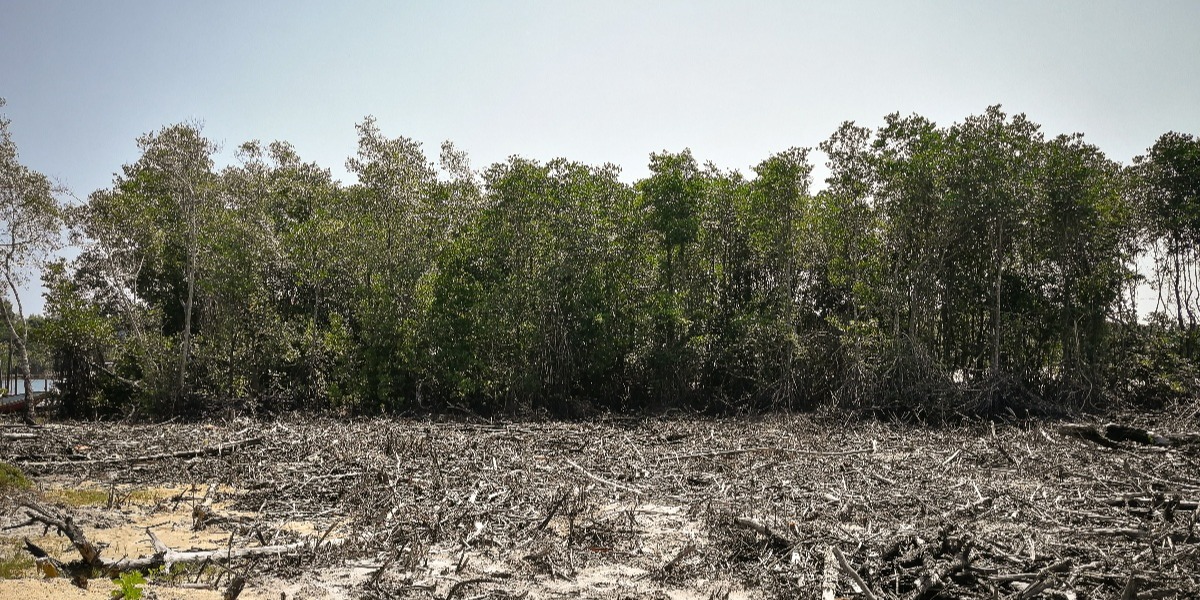 Mangrove deforestation