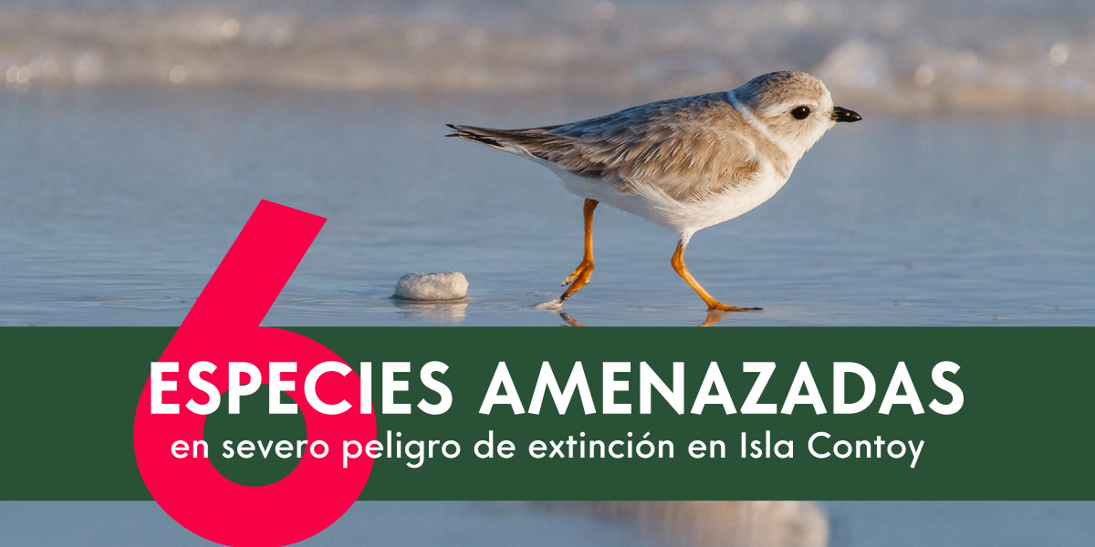 Animales de Isla contoy