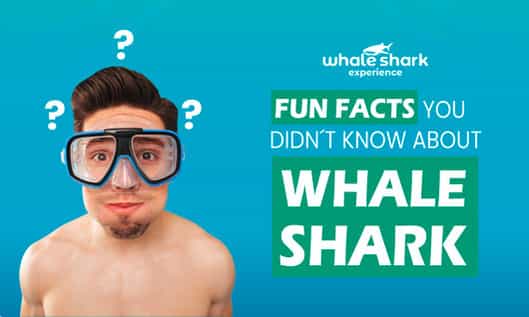 10 Fascinating Facts About the Whale Shark