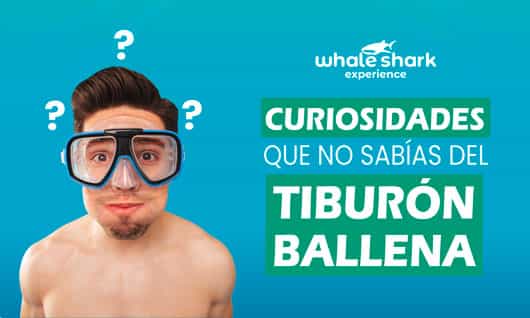 10 Datos fascinantes sobre el Tiburón Ballena