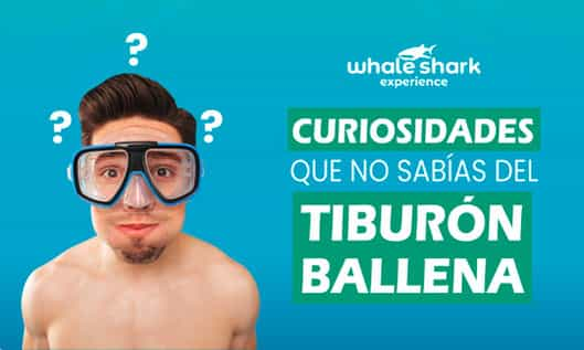 10 Datos fascinantes sobre el Tiburón Ballena