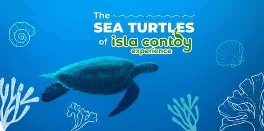The Sea Turtles of Isla Contoy: A Sanctuary for Endangered Species