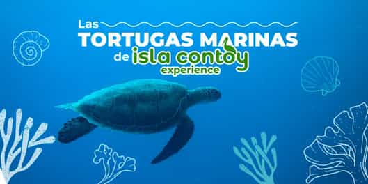 Las maravillosas tortugas marinas de Isla Contoy: Conoce sus especies y cómo protegerlas