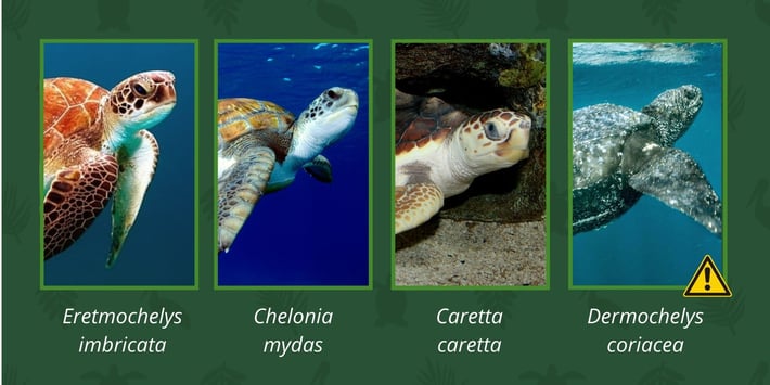 Especies de tortugas marinas en Isla Contoy