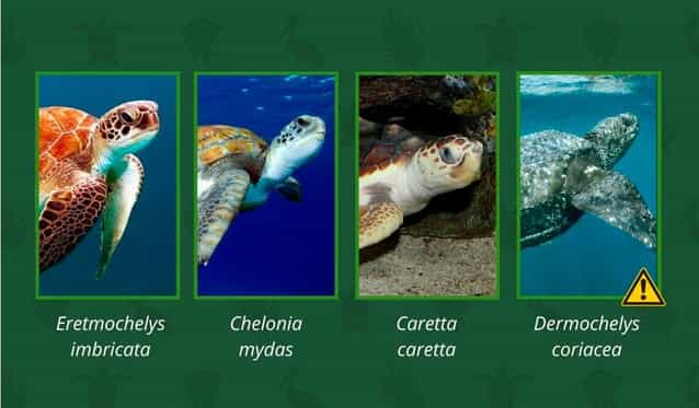 especies-de-tortugas-isla-contoy