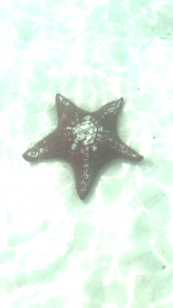 Estrella de mar contoy