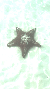 Starfish in Isla Contoy