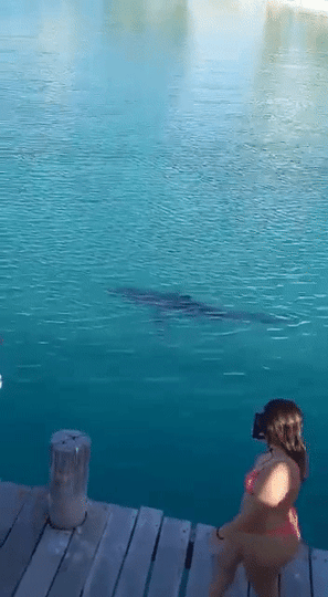 Are there sharks in Isla Contoy?