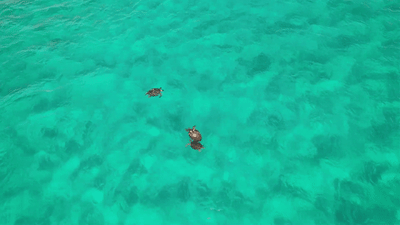 Sea turtles in Isla Contoy