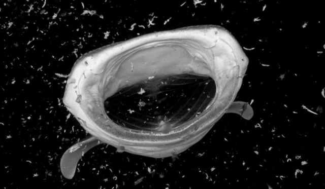 blog-whale shark-tiburon ballena- alimentacion-1-1-1