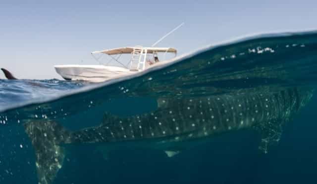 blog-whale shark-tiburon ballena- lancha-1-1-1