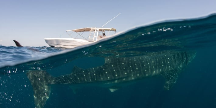 blog-whale shark-tiburon ballena- lancha-1