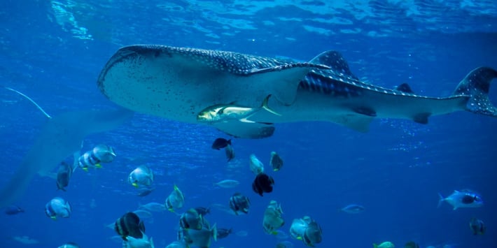 blog-whale shark-tiburon ballena- nadando-1