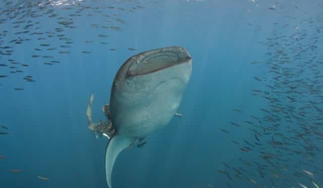blog-whale shark-tiburon ballena- peces-1-1-1