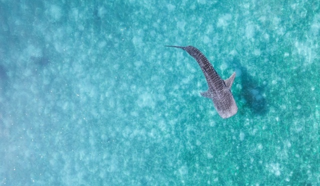 blog-whaleshark-tiburon ballena-aerea-1-1200x600-1-1