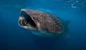 blog-whaleshark-tiburon ballena-boca-1-1-1