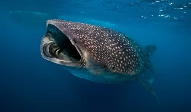 blog-whaleshark-tiburon ballena-boca-1-1