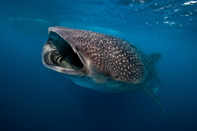 blog-whaleshark-tiburon ballena-boca-1