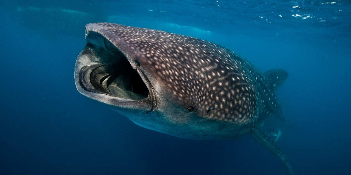 tiburón ballena alimentándose en el mar